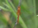 Crocothemis sanguinolenta (Small Scarlet) imm male 4.JPG